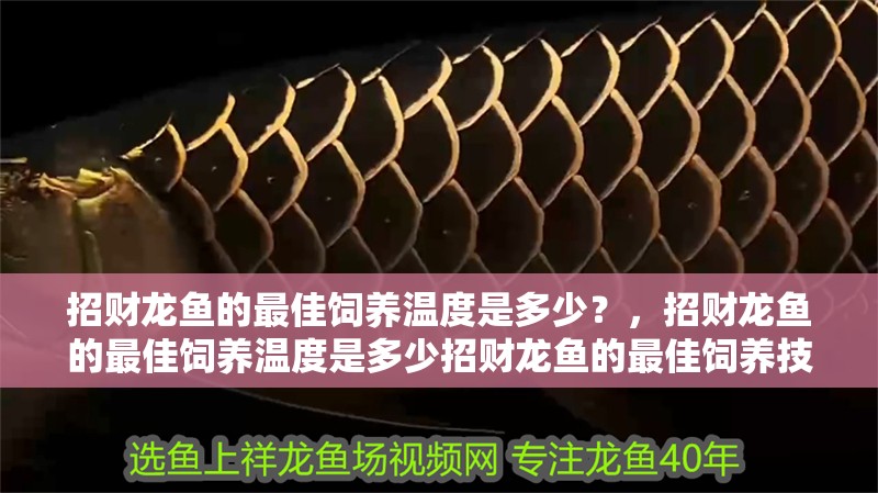 招財龍魚的最佳飼養溫度是多少？，招財龍魚的最佳飼養溫度是多少招財龍魚的最佳飼養技巧