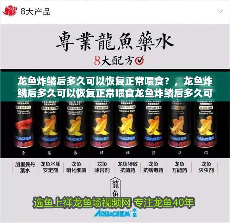 龍魚炸鱗后多久可以恢復正常喂食？，龍魚炸鱗后多久可以恢復正常喂食龍魚炸鱗后多久可以恢復正常喂食