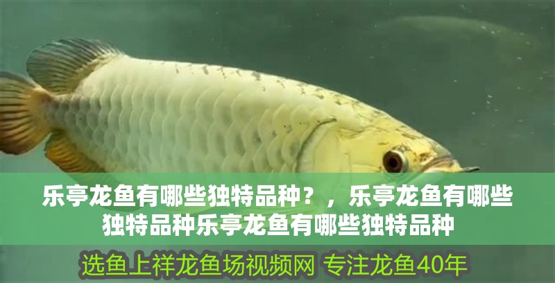 樂亭龍魚有哪些獨特品種？，樂亭龍魚有哪些獨特品種樂亭龍魚有哪些獨特品種
