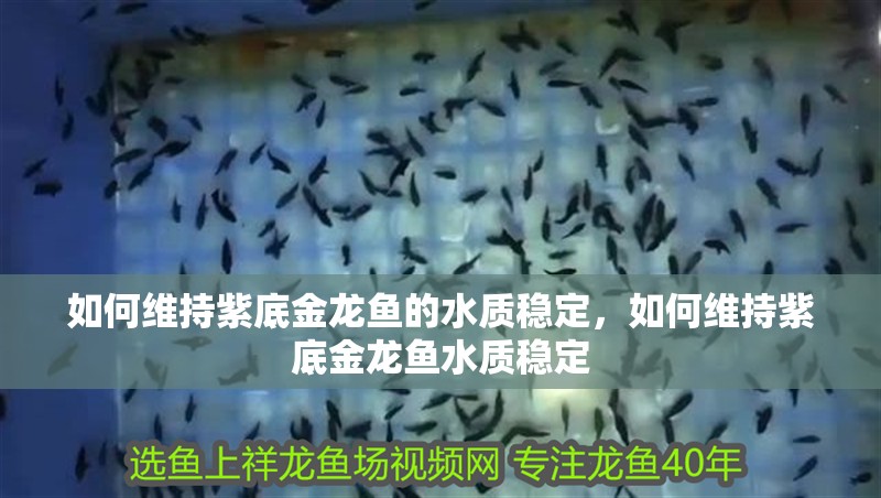 如何維持紫底金龍魚(yú)的水質(zhì)穩(wěn)定，如何維持紫底金龍魚(yú)水質(zhì)穩(wěn)定