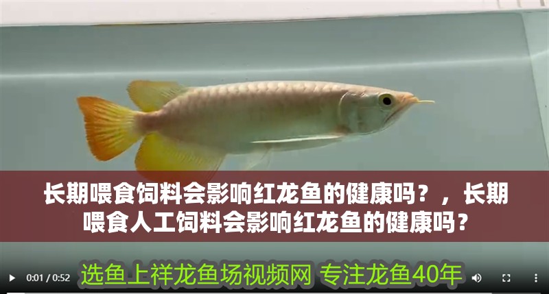 長期喂食飼料會影響紅龍魚的健康嗎？，長期喂食人工飼料會影響紅龍魚的健康嗎？