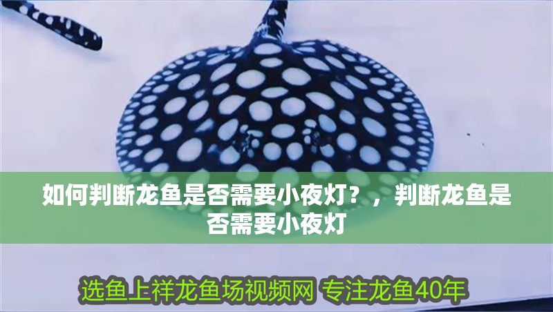 如何判斷龍魚是否需要小夜燈？，判斷龍魚是否需要小夜燈