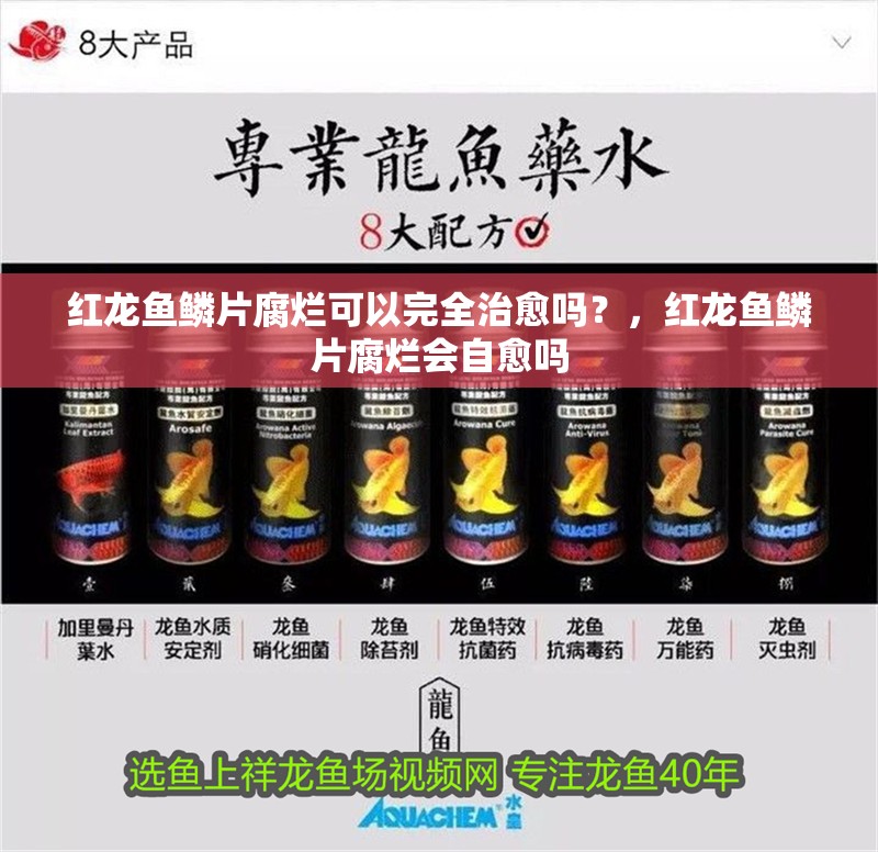 紅龍魚鱗片腐爛可以完全治愈嗎？，紅龍魚鱗片腐爛會自愈嗎