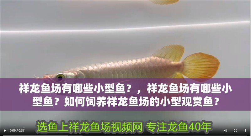 祥龍魚場有哪些小型魚？，祥龍魚場有哪些小型魚？如何飼養祥龍魚場的小型觀賞魚？