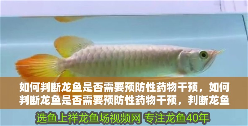 如何判斷龍魚是否需要預防性藥物干預,如何判斷龍魚是否需要預防性藥物干預,判斷龍魚是否需要預防性藥物干預