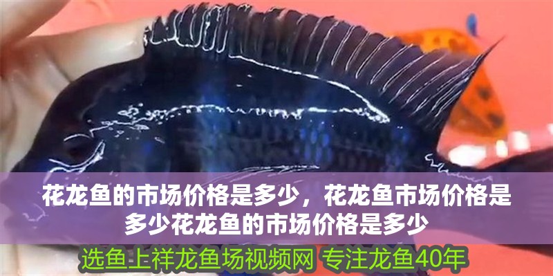 花龍魚的市場價格是多少，花龍魚市場價格是多少花龍魚的市場價格是多少
