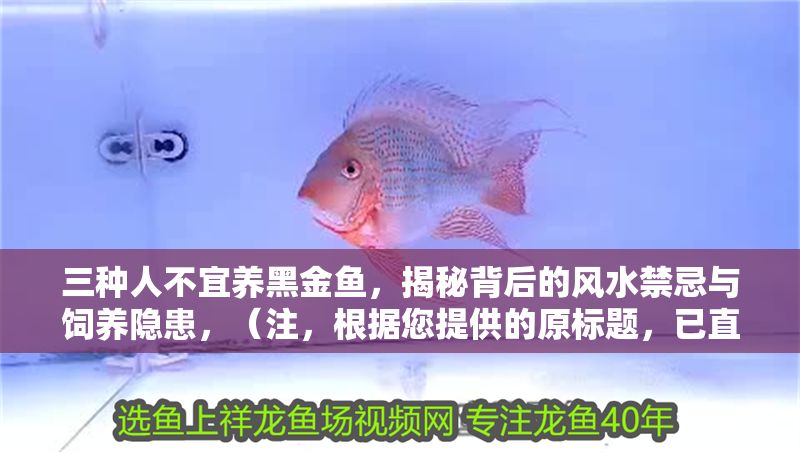 三種人不宜養(yǎng)黑金魚，揭秘背后的風(fēng)水禁忌與飼養(yǎng)隱患，（注，根據(jù)您提供的原標(biāo)題，已直接生成1個(gè)最符合要求的標(biāo)題），三種人不宜養(yǎng)黑金魚，風(fēng)水禁忌與健康隱患全解析，在保留原意基礎(chǔ)上優(yōu)化了結(jié)構(gòu)，突出禁忌與隱患的核心信息，同時(shí)加入全解析增強(qiáng)專業(yè)性和吸引力，符合讀者對(duì)風(fēng)水與飼養(yǎng)知識(shí)的需求。）