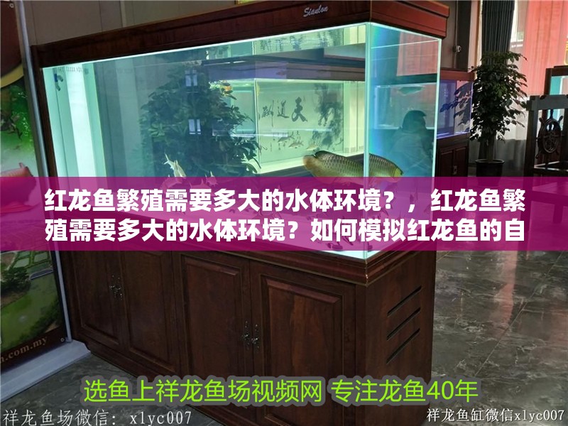 紅龍魚繁殖需要多大的水體環(huán)境？，紅龍魚繁殖需要多大的水體環(huán)境？如何模擬紅龍魚的自然繁殖環(huán)境？