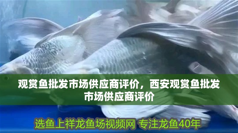 觀賞魚批發(fā)市場供應(yīng)商評價，西安觀賞魚批發(fā)市場供應(yīng)商評價