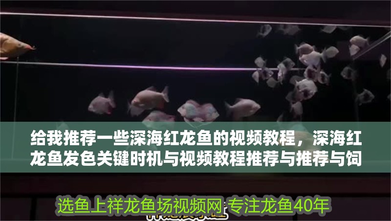 給我推薦一些深海紅龍魚的視頻教程，深海紅龍魚發(fā)色關(guān)鍵時(shí)機(jī)與視頻教程推薦與推薦與飼養(yǎng)詳解