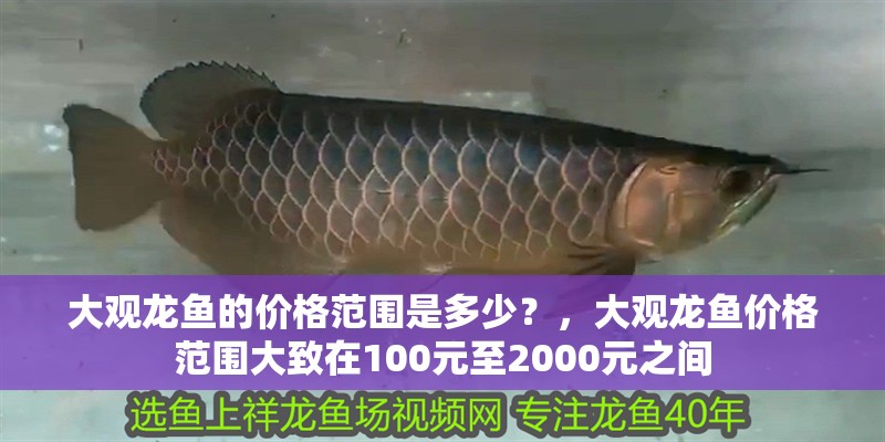 大觀龍魚的價格范圍是多少？，大觀龍魚價格范圍大致在100元至2000元之間