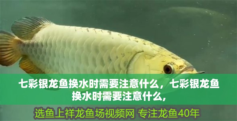 七彩銀龍魚換水時需要注意什么，七彩銀龍魚換水時需要注意什么,