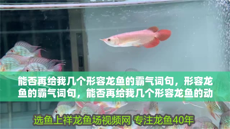 能否再給我幾個形容龍魚的霸氣詞句，形容龍魚的霸氣詞句，能否再給我幾個形容龍魚的動態詞句