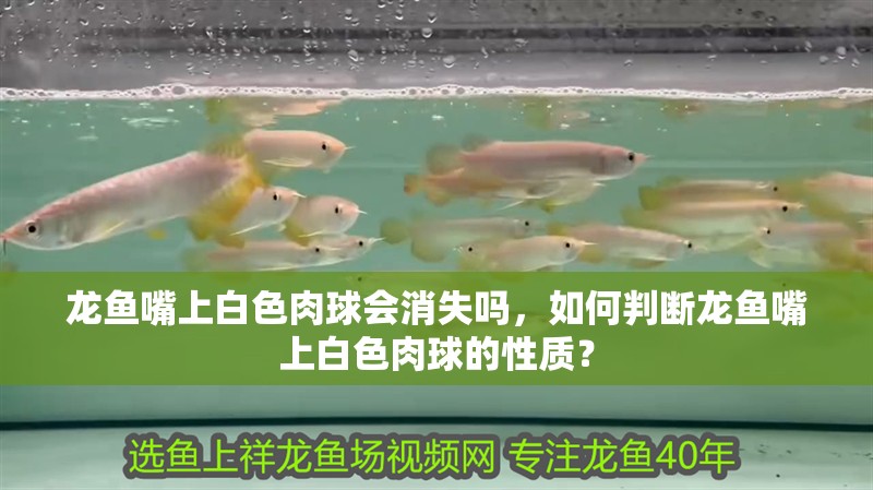 龍魚嘴上白色肉球會消失嗎，如何判斷龍魚嘴上白色肉球的性質？