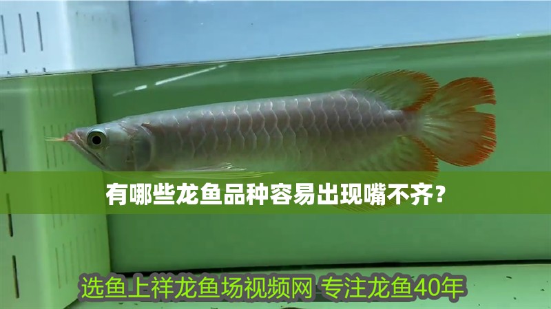有哪些龍魚品種容易出現嘴不齊？