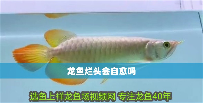 龍魚爛頭會自愈嗎