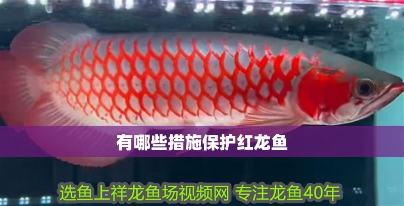 有哪些措施保護紅龍魚