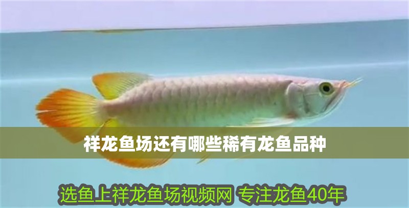 祥龍魚場還有哪些稀有龍魚品種