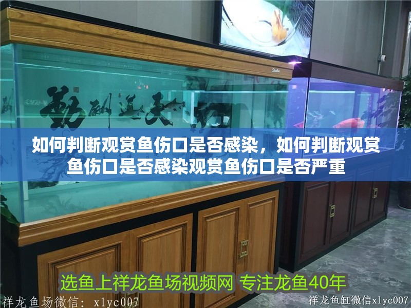 如何判斷觀賞魚傷口是否感染，如何判斷觀賞魚傷口是否感染觀賞魚傷口是否嚴重