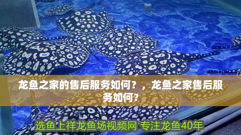 龍魚之家的售后服務(wù)如何？，龍魚之家售后服務(wù)如何？