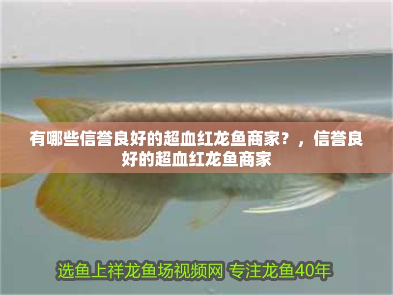 有哪些信譽良好的超血紅龍魚商家？，信譽良好的超血紅龍魚商家