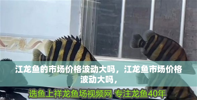 江龍魚的市場價格波動大嗎，江龍魚市場價格波動大嗎，