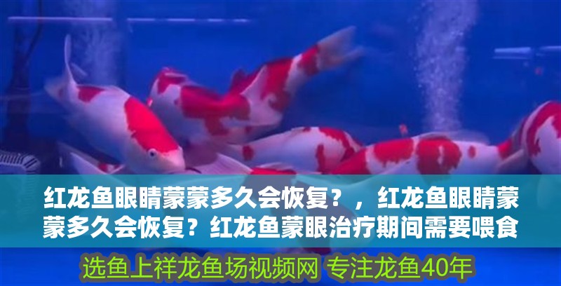 紅龍魚眼睛蒙蒙多久會恢復？，紅龍魚眼睛蒙蒙多久會恢復？紅龍魚蒙眼治療期間需要喂食嗎？