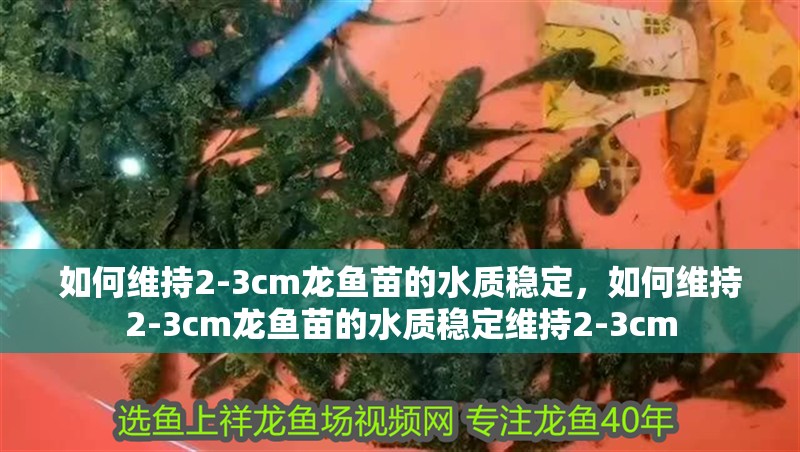 如何維持2-3cm龍魚苗的水質穩(wěn)定，如何維持2-3cm龍魚苗的水質穩(wěn)定維持2-3cm
