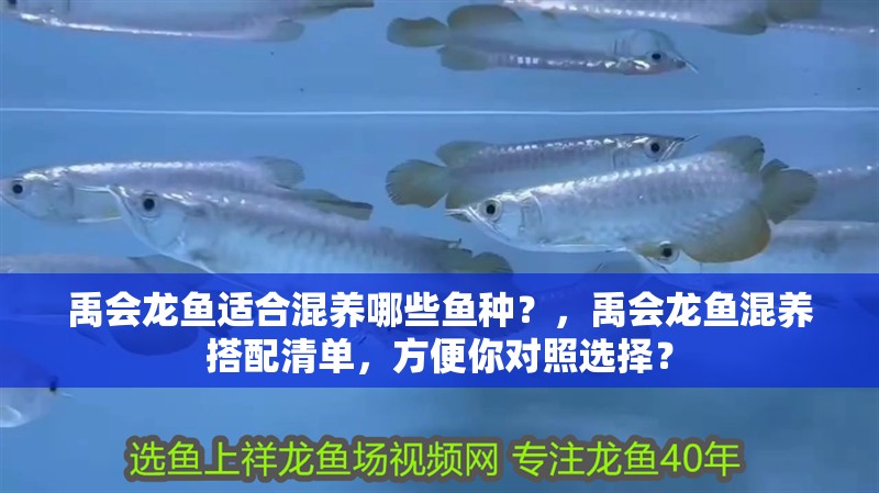 禹會龍魚適合混養哪些魚種？，禹會龍魚混養搭配清單，方便你對照選擇？