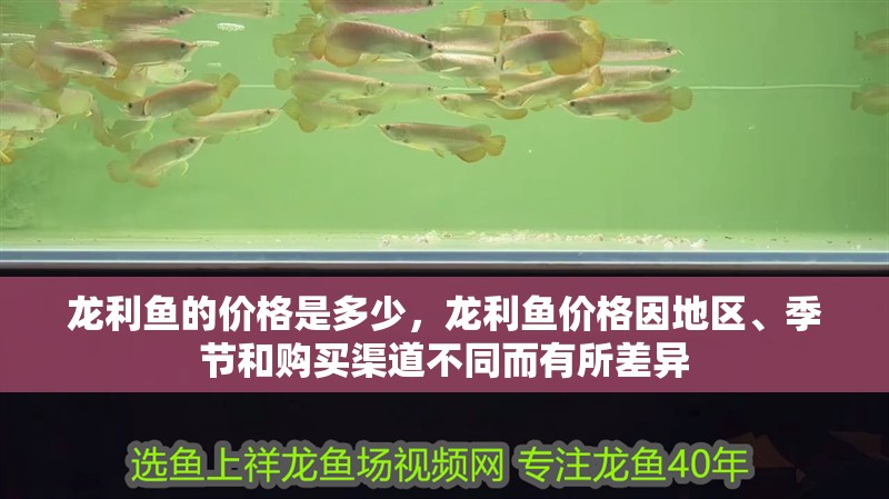 龍利魚的價格是多少，龍利魚價格因地區、季節和購買渠道不同而有所差異