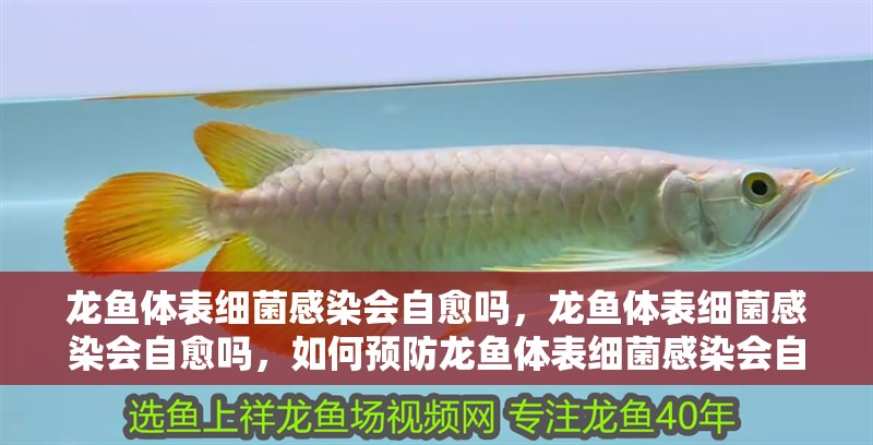 龍魚體表細菌感染會自愈嗎，龍魚體表細菌感染會自愈嗎，如何預防龍魚體表細菌感染會自愈嗎