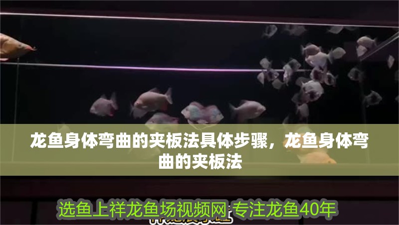 龍魚身體彎曲的夾板法具體步驟，龍魚身體彎曲的夾板法