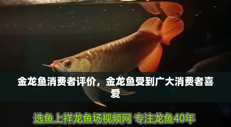 金龍魚消費者評價，金龍魚受到廣大消費者喜愛