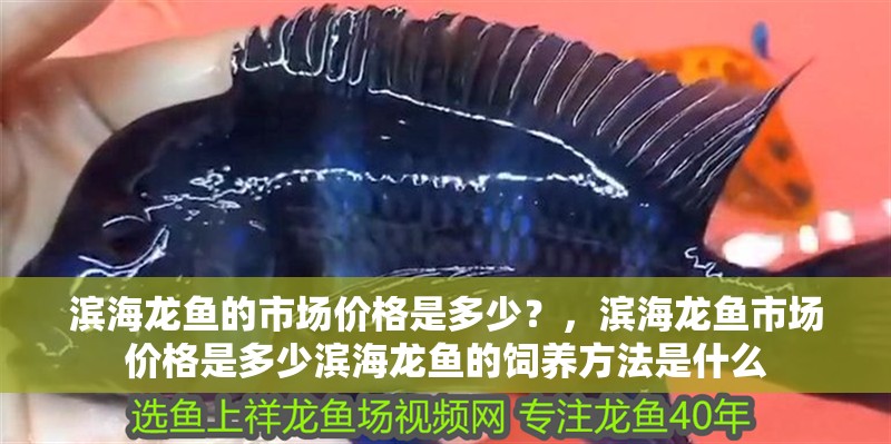 濱海龍魚的市場價格是多少？，濱海龍魚市場價格是多少濱海龍魚的飼養方法是什么