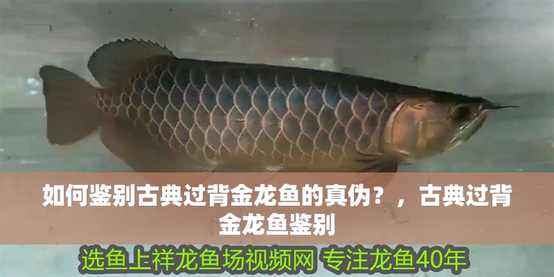 如何鑒別古典過背金龍魚的真?zhèn)危浚诺溥^背金龍魚鑒別