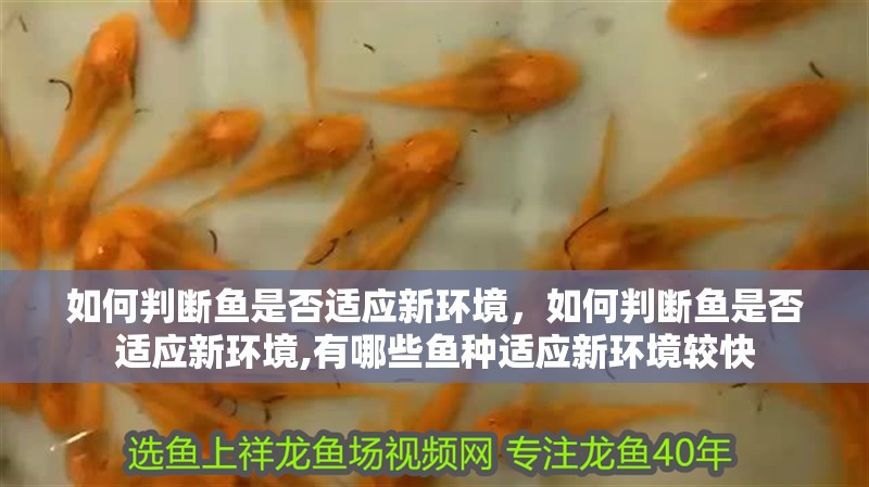 如何判斷魚是否適應新環境，如何判斷魚是否適應新環境,有哪些魚種適應新環境較快