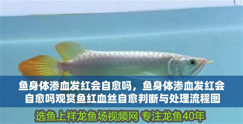 魚(yú)身體滲血發(fā)紅會(huì)自愈嗎,魚(yú)身體滲血發(fā)紅會(huì)自愈嗎觀賞魚(yú)紅血絲自愈判斷與處理流程圖
