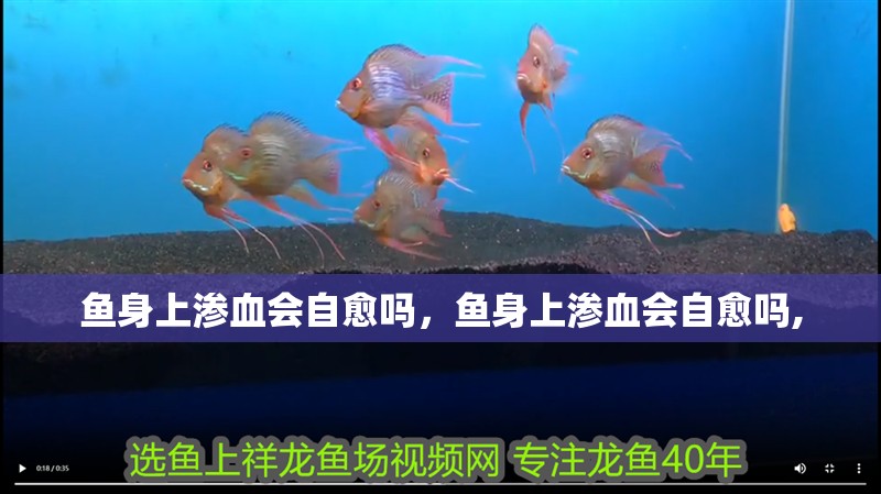 魚身上滲血會(huì)自愈嗎，魚身上滲血會(huì)自愈嗎,