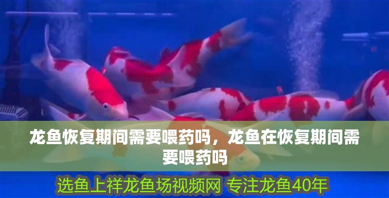 龍魚恢復期間需要喂藥嗎，龍魚在恢復期間需要喂藥嗎
