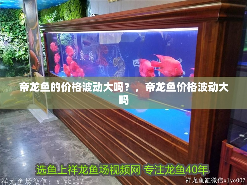 帝龍魚的價格波動大嗎?,帝龍魚價格波動大嗎