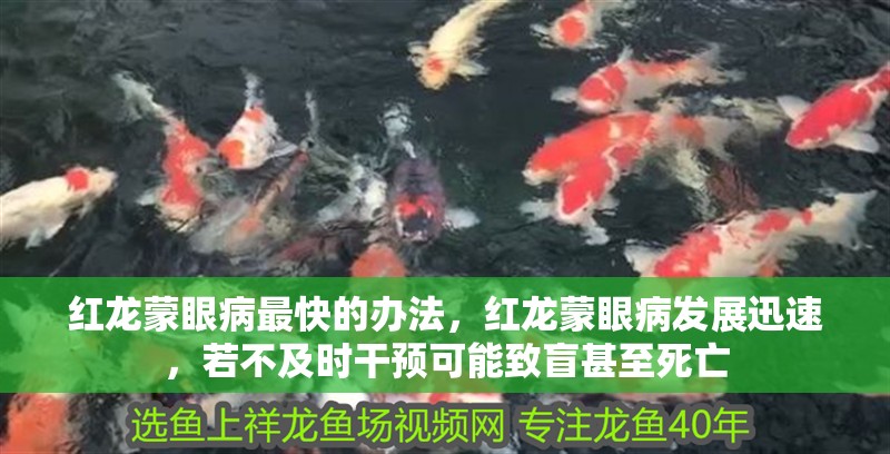 紅龍蒙眼病最快的辦法，紅龍蒙眼病發展迅速，若不及時干預可能致盲甚至死亡