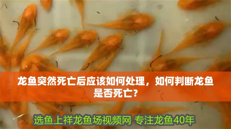 龍魚突然死亡后應該如何處理，如何判斷龍魚是否死亡？