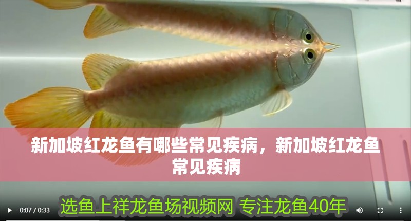 新加坡紅龍魚有哪些常見疾病，新加坡紅龍魚常見疾病