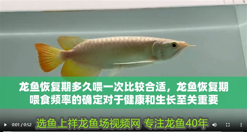 龍魚(yú)恢復(fù)期多久喂一次比較合適，龍魚(yú)恢復(fù)期喂食頻率的確定對(duì)于健康和生長(zhǎng)至關(guān)重要
