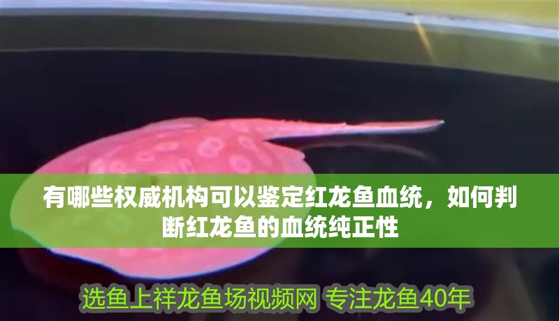 有哪些權威機構可以鑒定紅龍魚血統，如何判斷紅龍魚的血統純正性