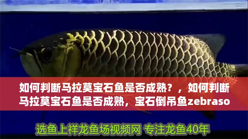 如何判斷馬拉莫寶石魚是否成熟？，如何判斷馬拉莫寶石魚是否成熟，寶石倒吊魚zebrasomagemmatum