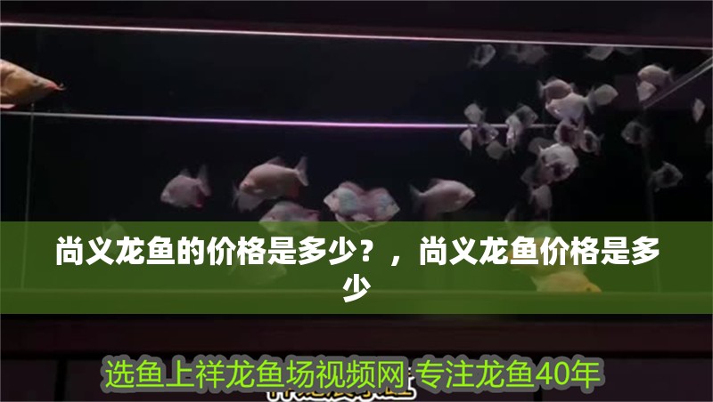 尚義龍魚的價格是多少？，尚義龍魚價格是多少