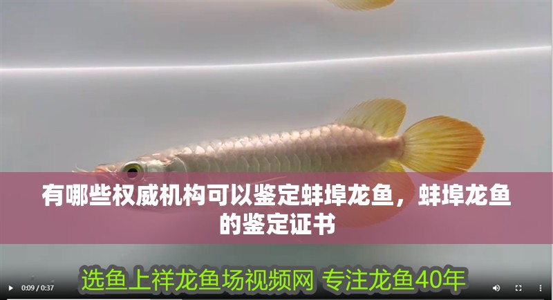 有哪些權(quán)威機構(gòu)可以鑒定蚌埠龍魚，蚌埠龍魚的鑒定證書