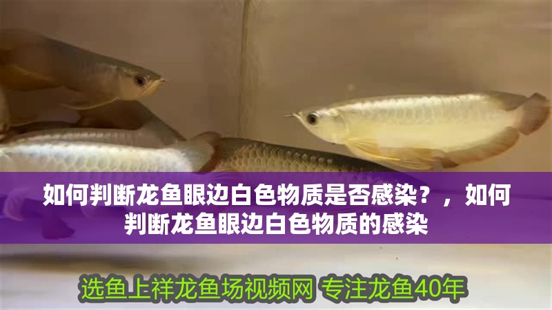 如何判斷龍魚眼邊白色物質是否感染？，如何判斷龍魚眼邊白色物質的感染