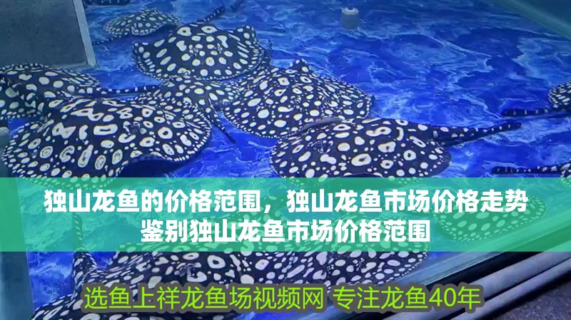獨山龍魚的價格范圍，獨山龍魚市場價格走勢鑒別獨山龍魚市場價格范圍